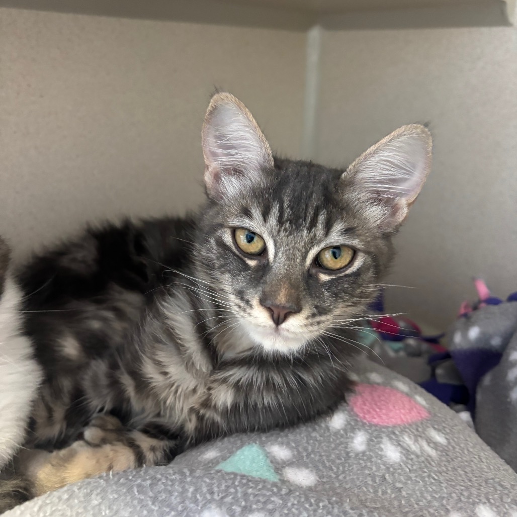 Christina - Domestic Shorthair