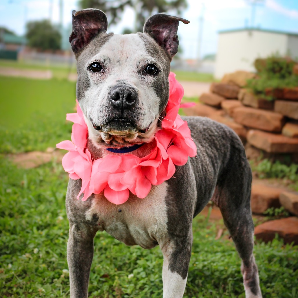 Rosie, an adoptable dog at SPCA-BC
