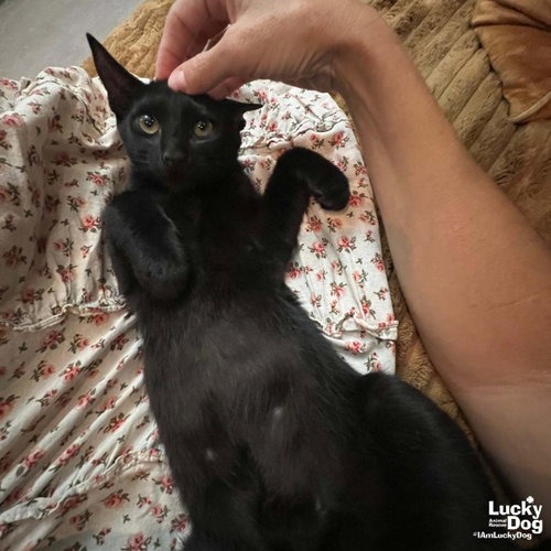 XAVI - Domestic Shorthair available for adoption