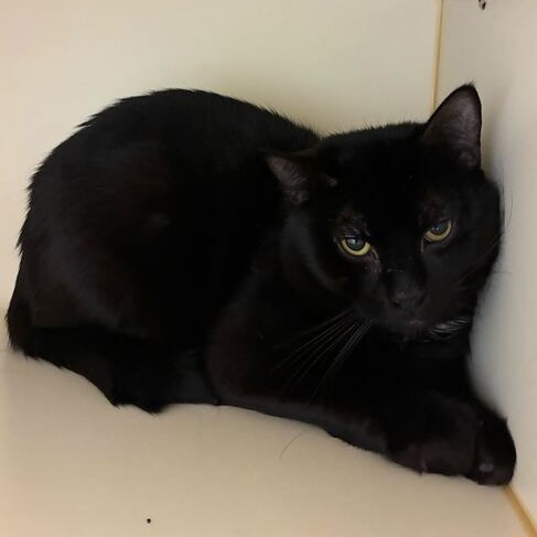 ORCA - Domestic Shorthair available for adoption