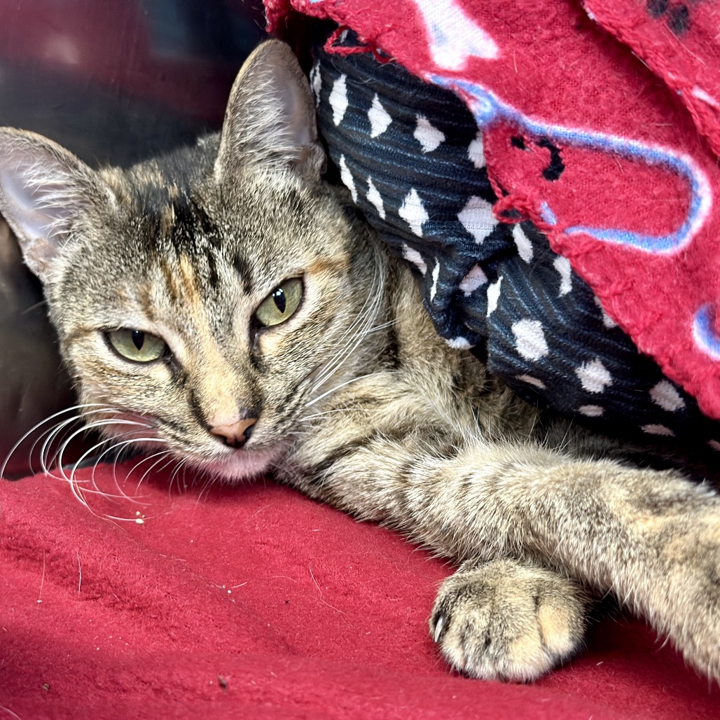 Roxie Roxanne — thumbnail 8