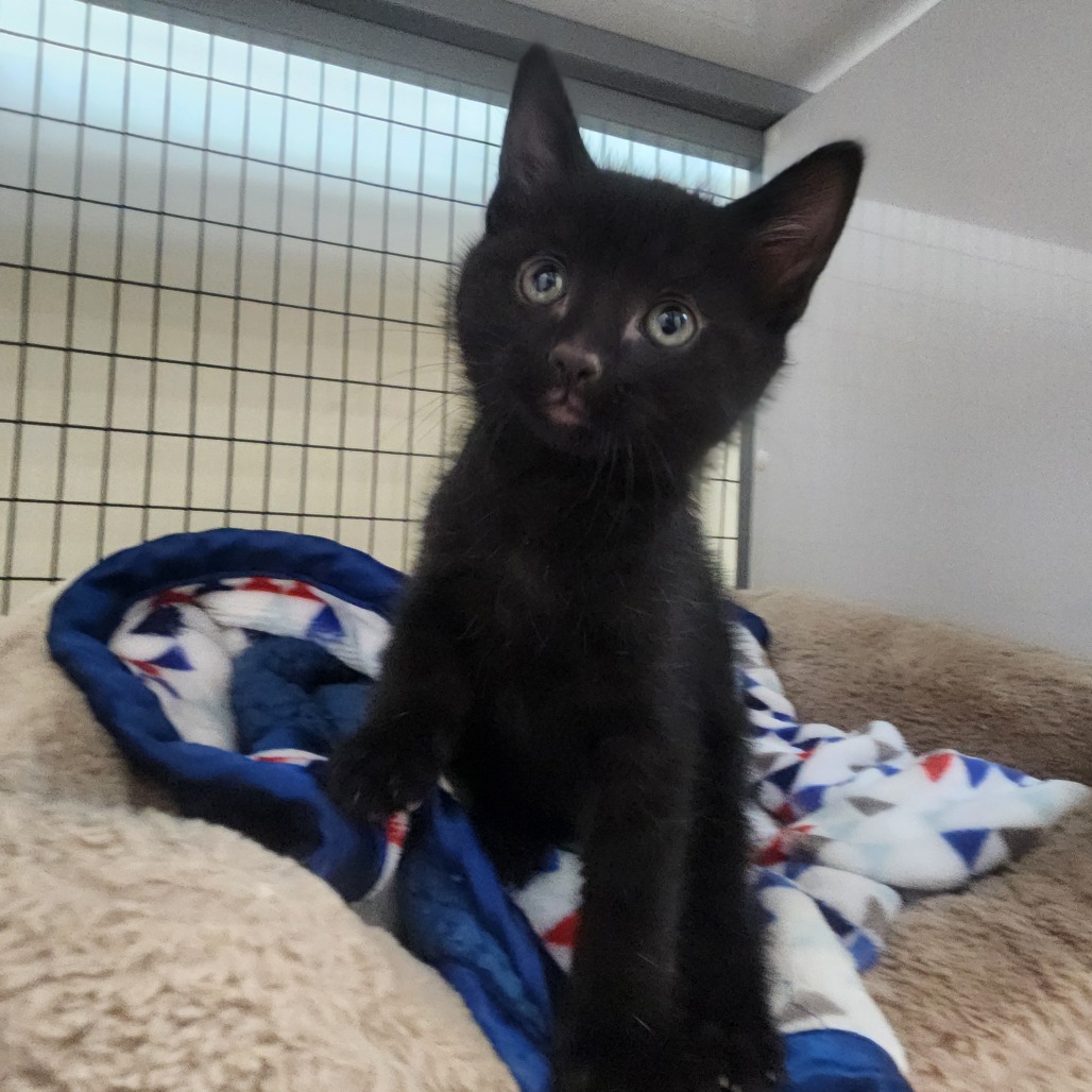  A#6a Noir's preview photo