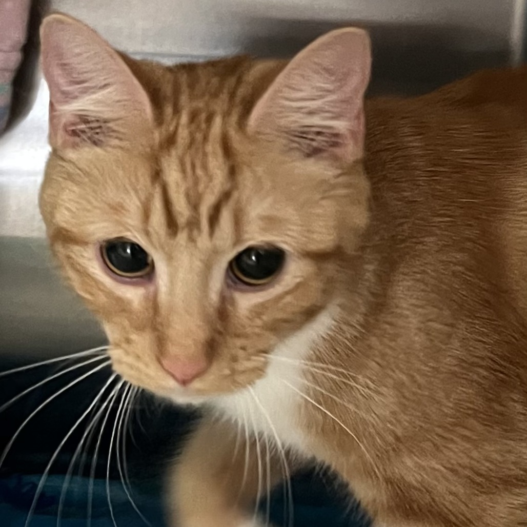 BLAIR WALDORF - Domestic Shorthair available for adoption
