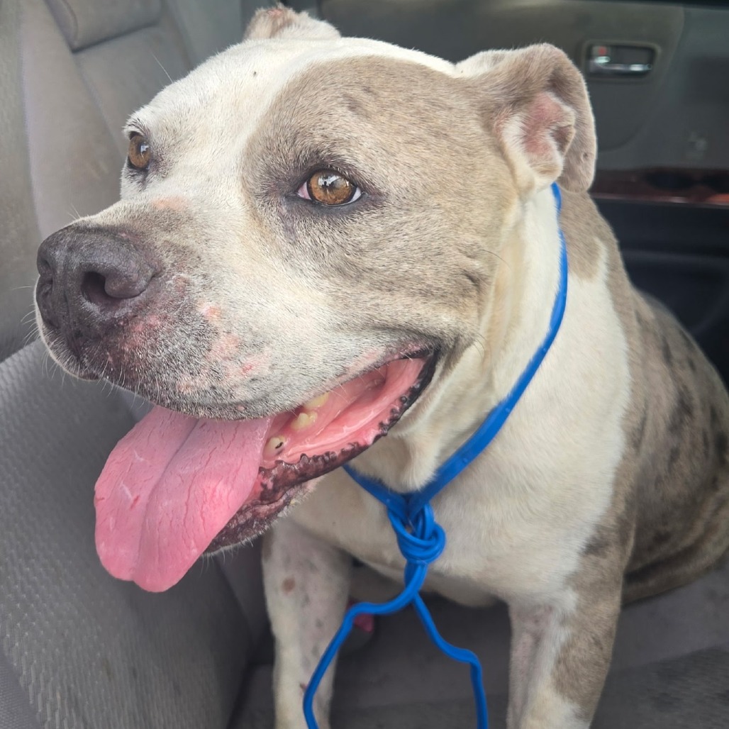 ASH - Terrier / American Pit Bull available for adoption