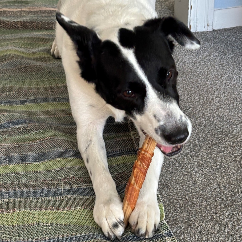 Brie--In Foster, photo 7
