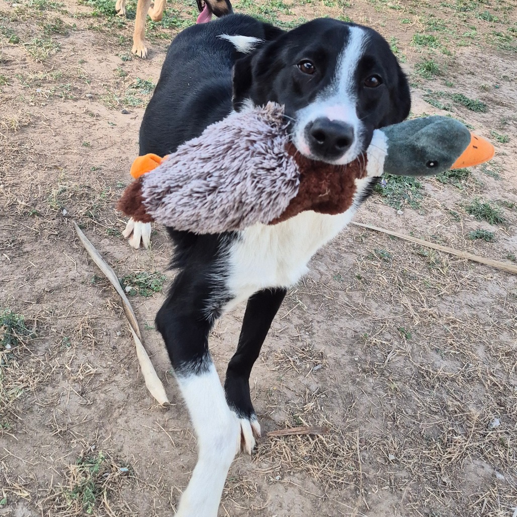 Rufus, available for adoption at PVAS