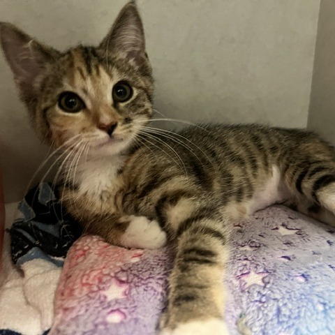 COOKIE - Domestic Shorthair available for adoption