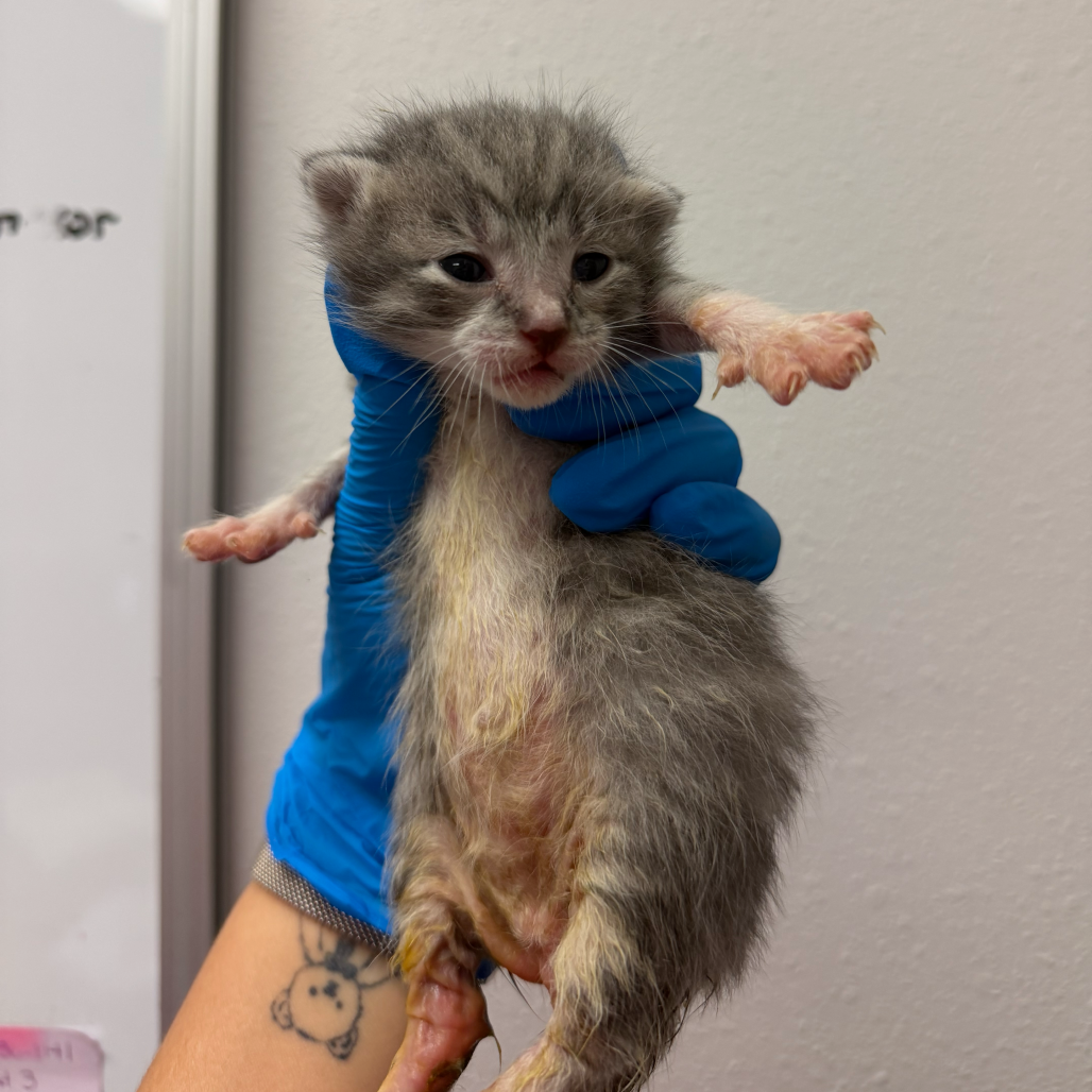 ZUCCHINI BREAD Z2 - Domestic Shorthair available for adoption