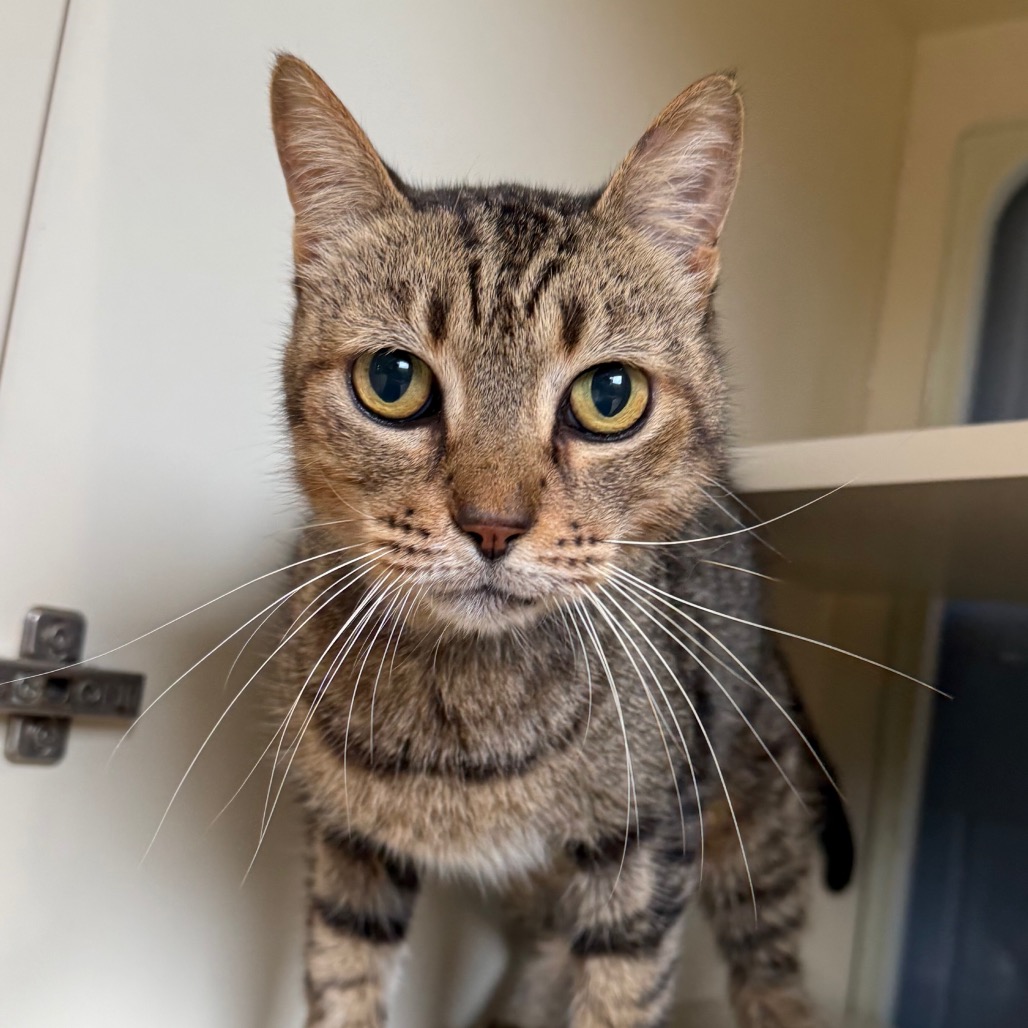 BLUE JEANS - Domestic Shorthair available for adoption