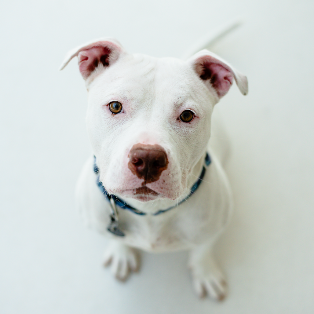 EVE - Terrier / American Staffordshire for adoption in Warwick