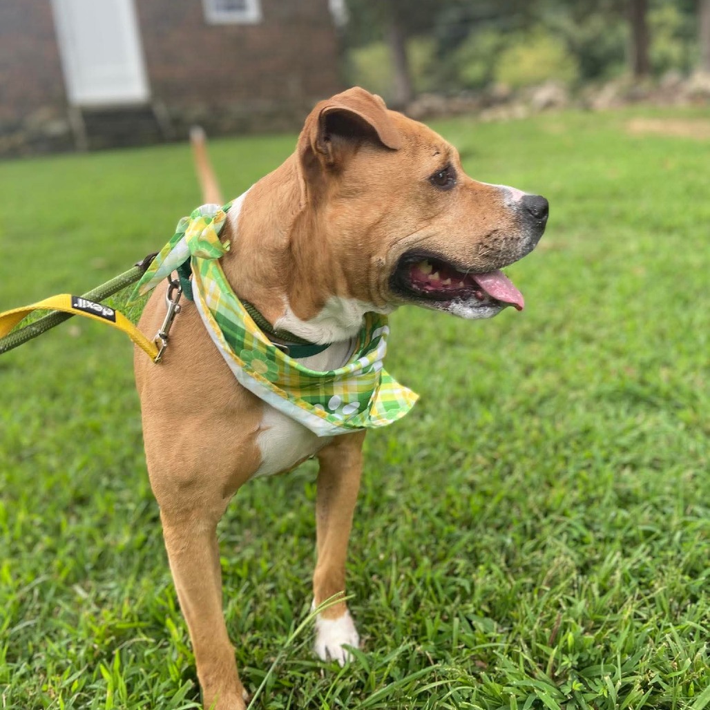 Buttercup, photo 37