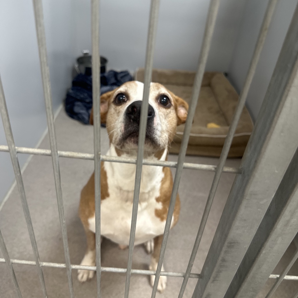 Rocco, photo 7