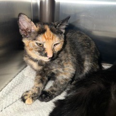 GEORGIA - Domestic Shorthair available for adoption