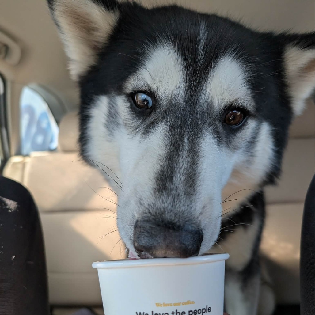 Bandit — thumbnail 4