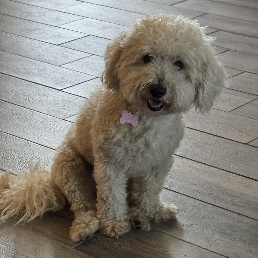 John Doe, adoptable senior dog