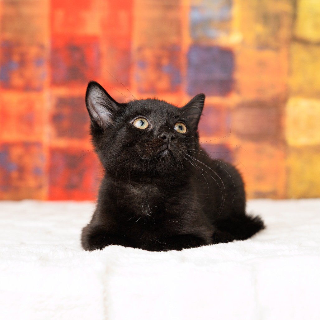 Susuwatari, photo 9