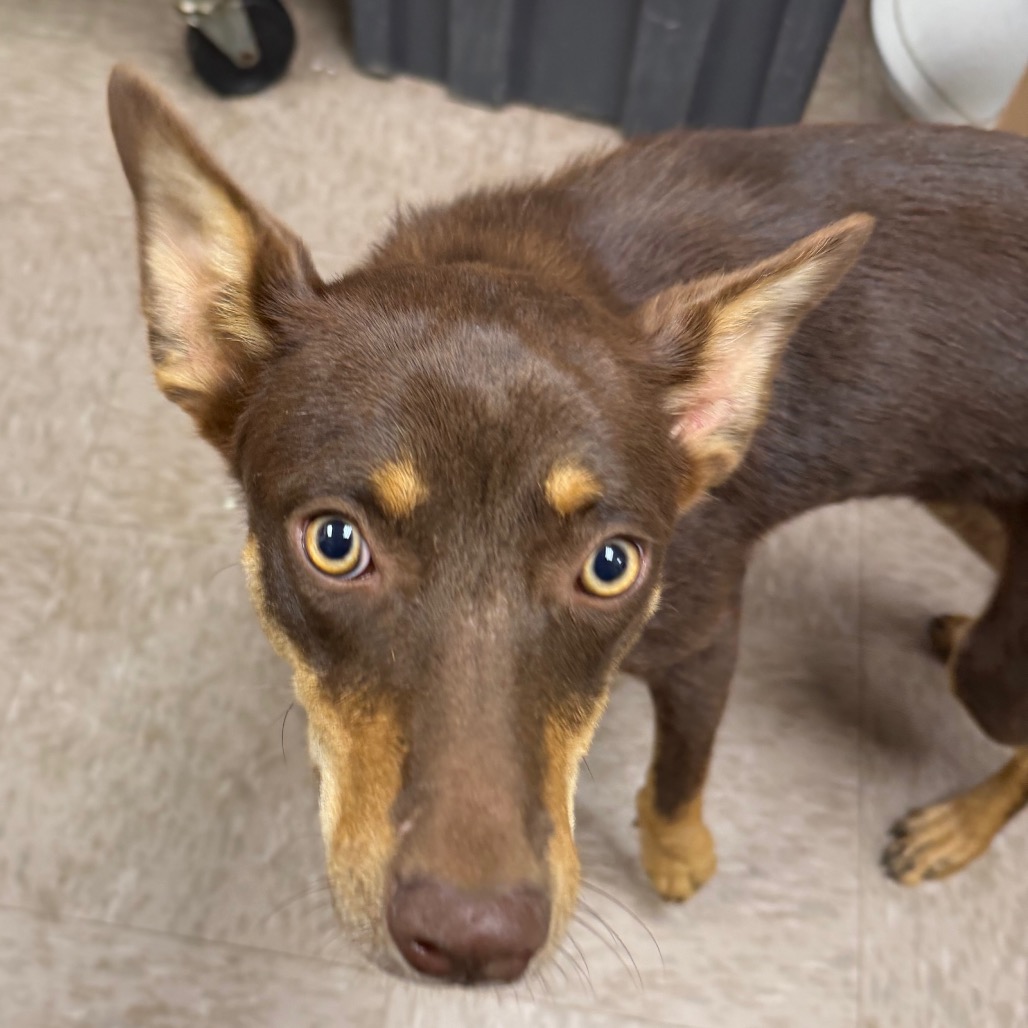 Australian Kelpie