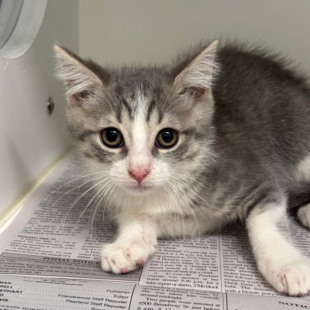 PO - Domestic Shorthair / Domestic Shorthair available for adoption