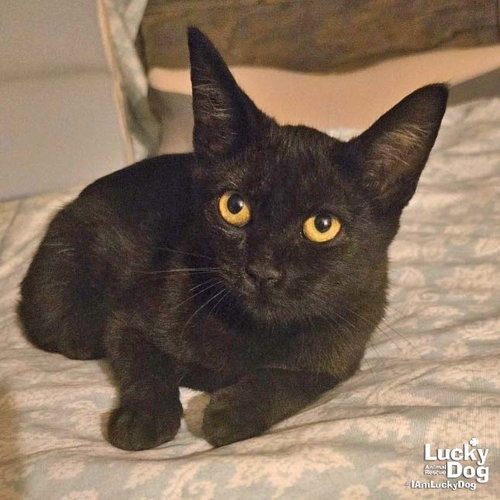SUNNY CAT - Domestic Shorthair / Mix available for adoption