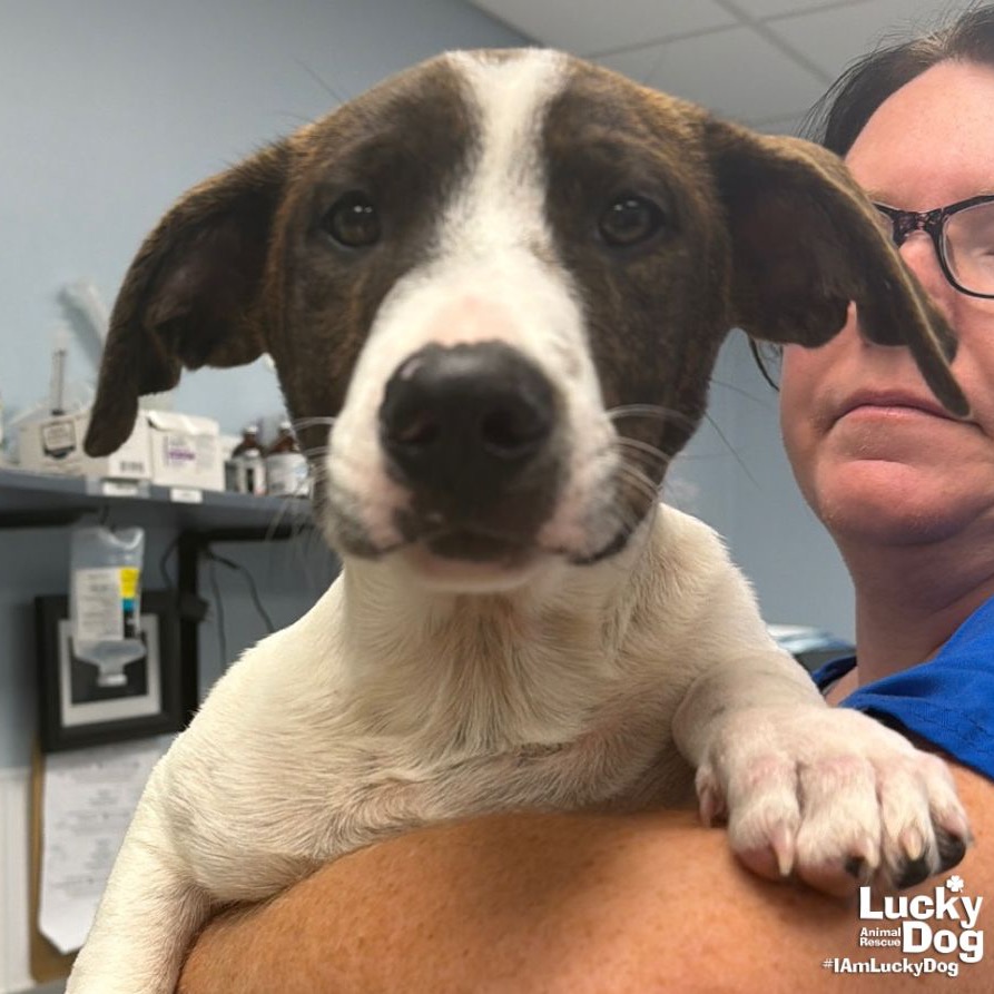 OLIVER - Pointer / Dachshund available for adoption