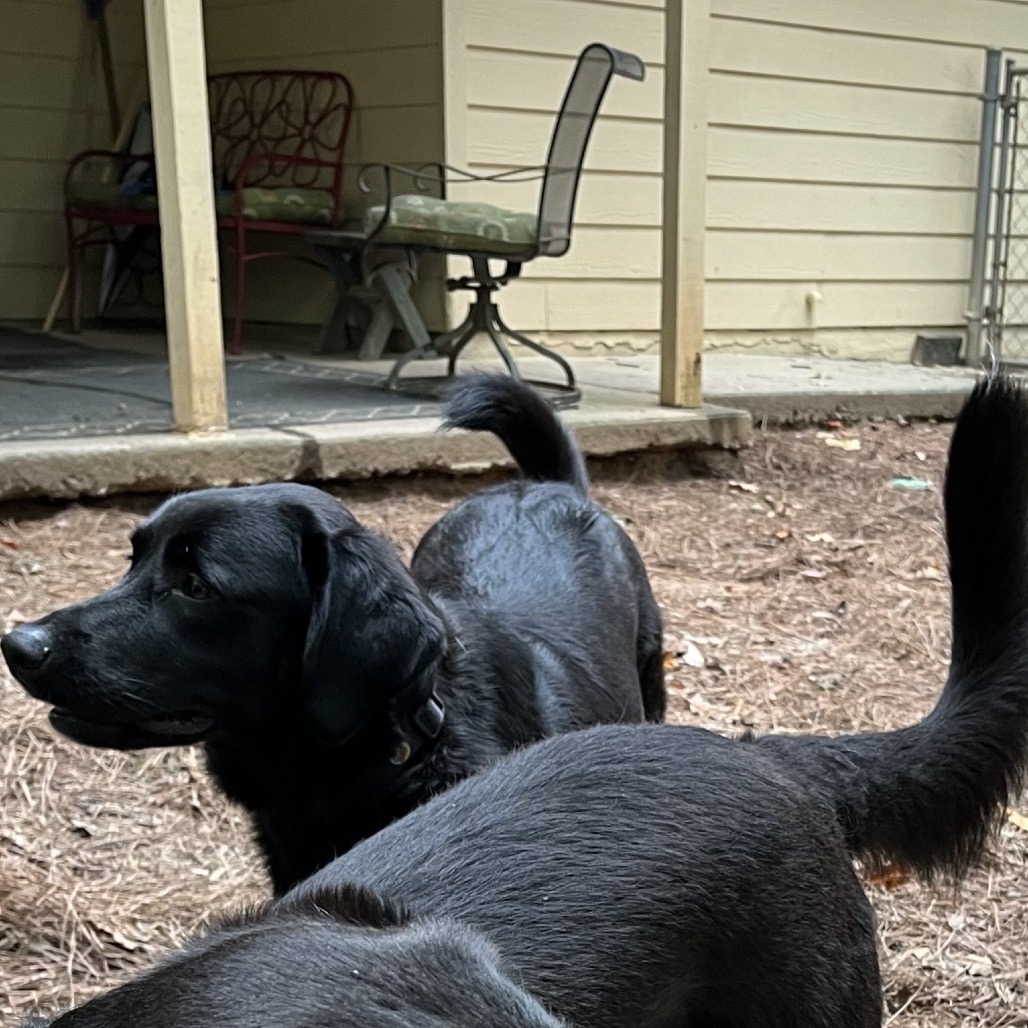 ALPHARETTA - Ann, photo 6