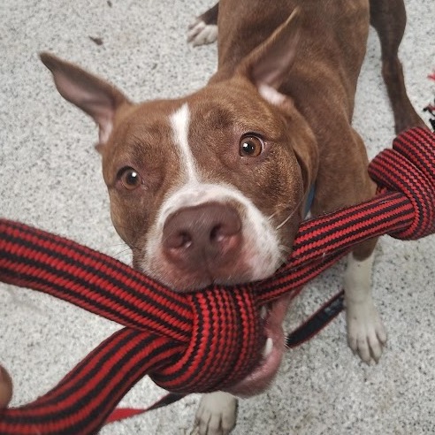 Azalea — thumbnail 5