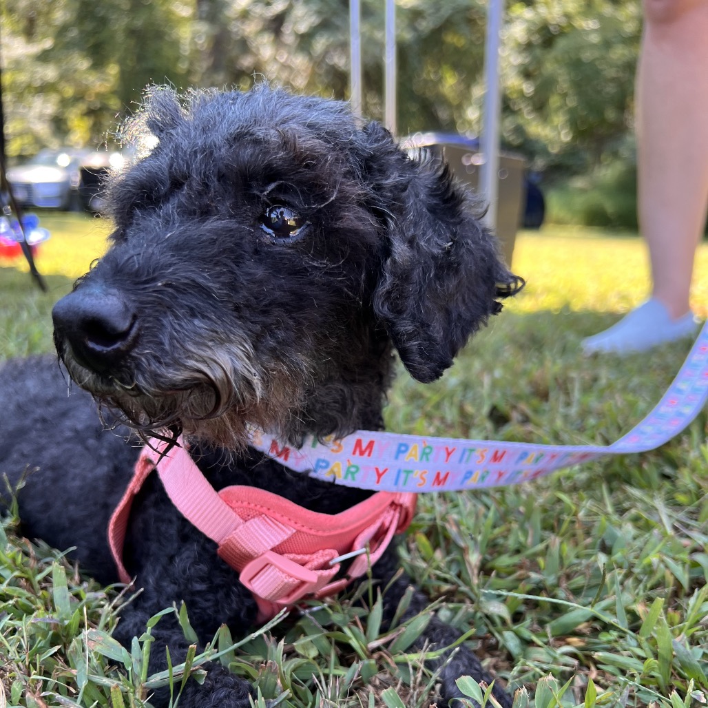Willow (Whoopie), photo 13