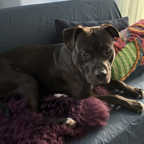 Creed--In Foster***ADOPTION PENDING***, photo 9