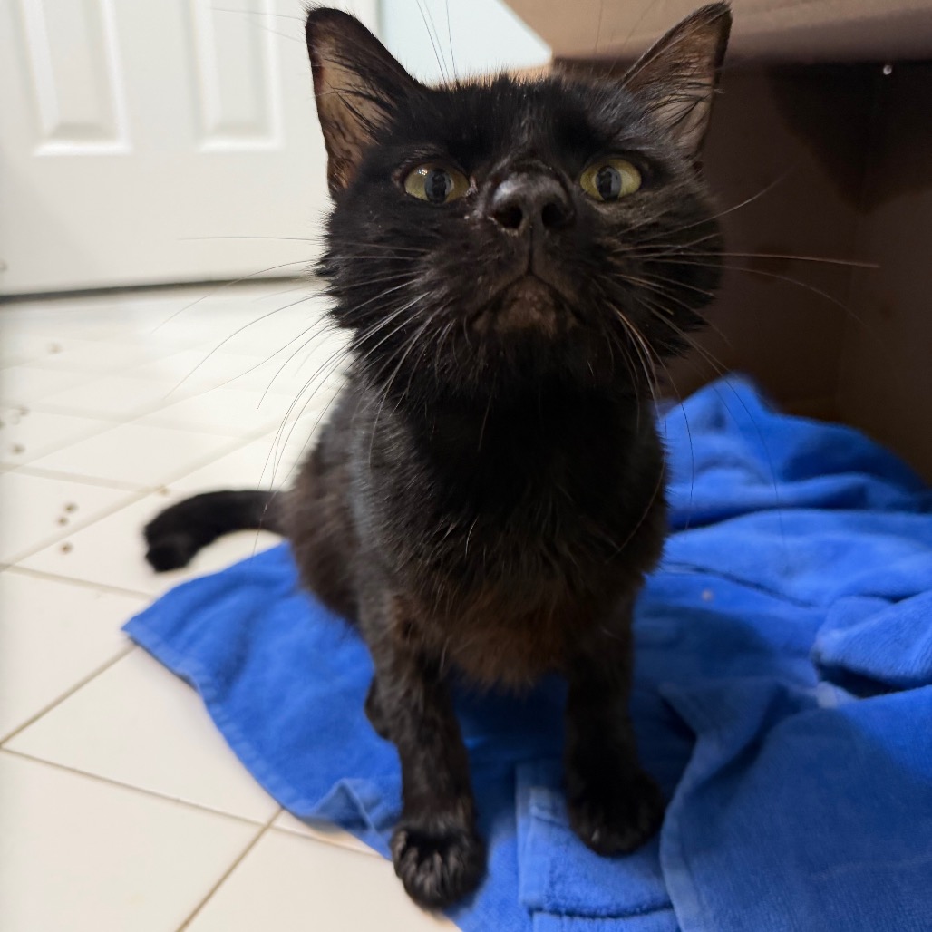 DAVIS - Domestic Shorthair available for adoption