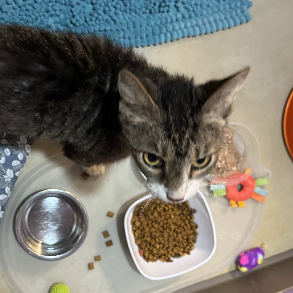 BLOCKER - Domestic Shorthair available for adoption