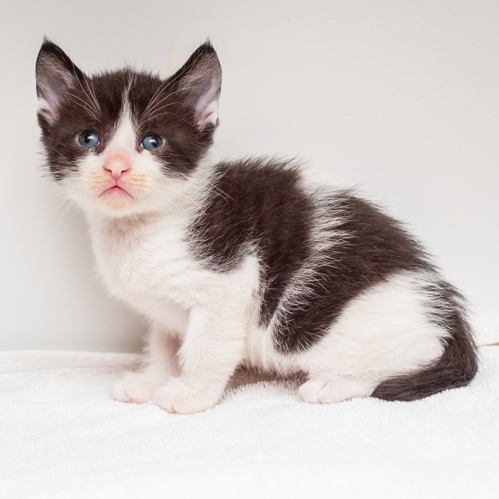 DANNY PHANTOM - Domestic Shorthair / Mix available for adoption