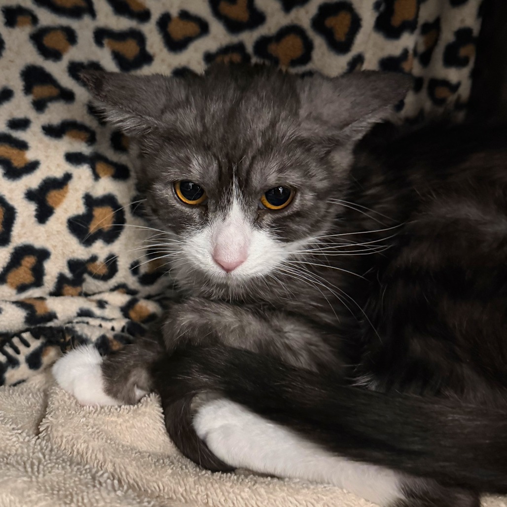 CORDELIA - Domestic Shorthair available for adoption