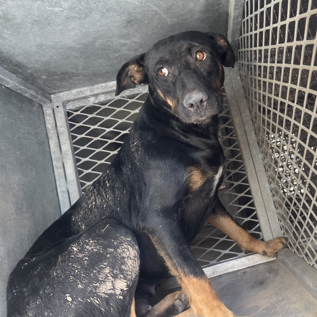 ANNIE - Shepherd available for adoption