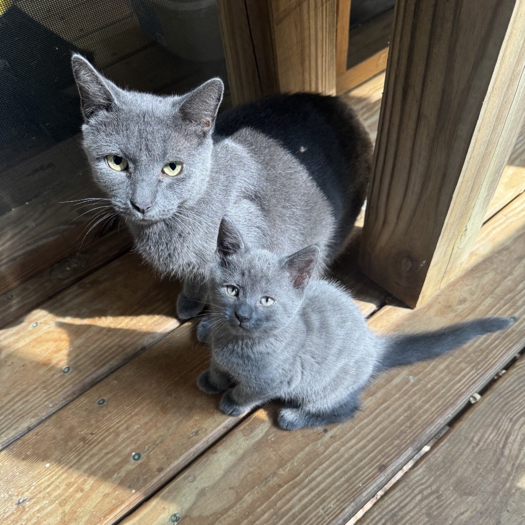 Gracie, photo 2