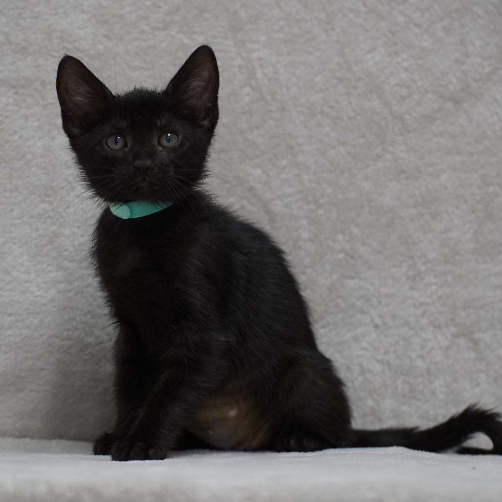 Morgan (teal)