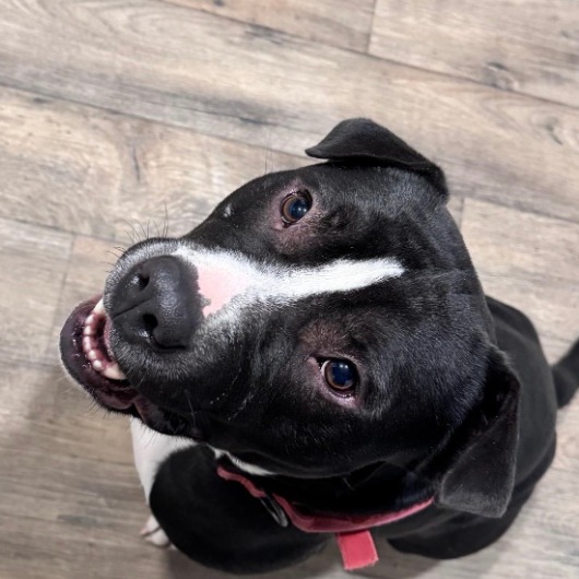 Arlo
