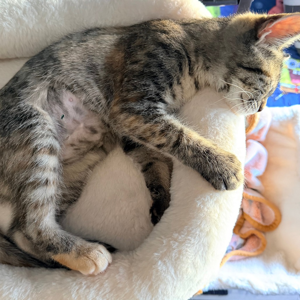 Countess Catula, photo 4