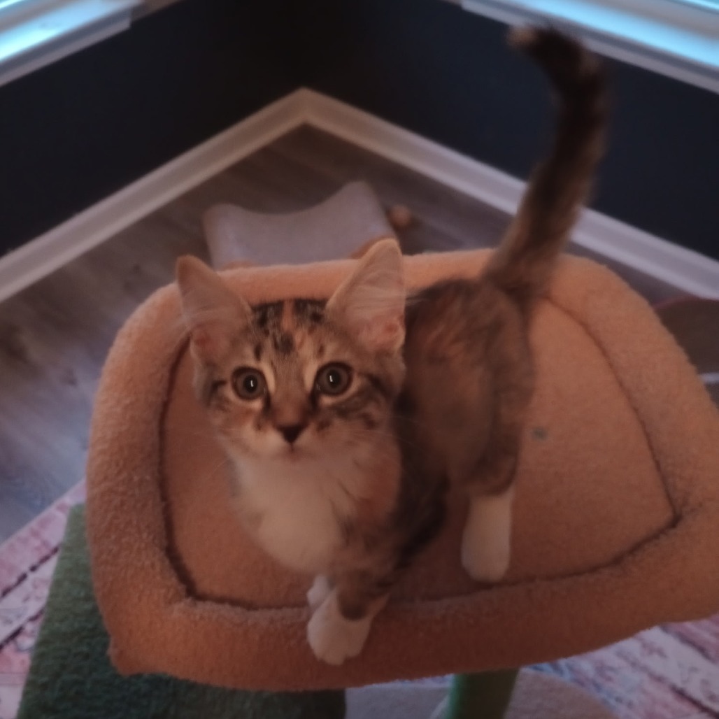 APPLESAUCE - Domestic Shorthair available for adoption