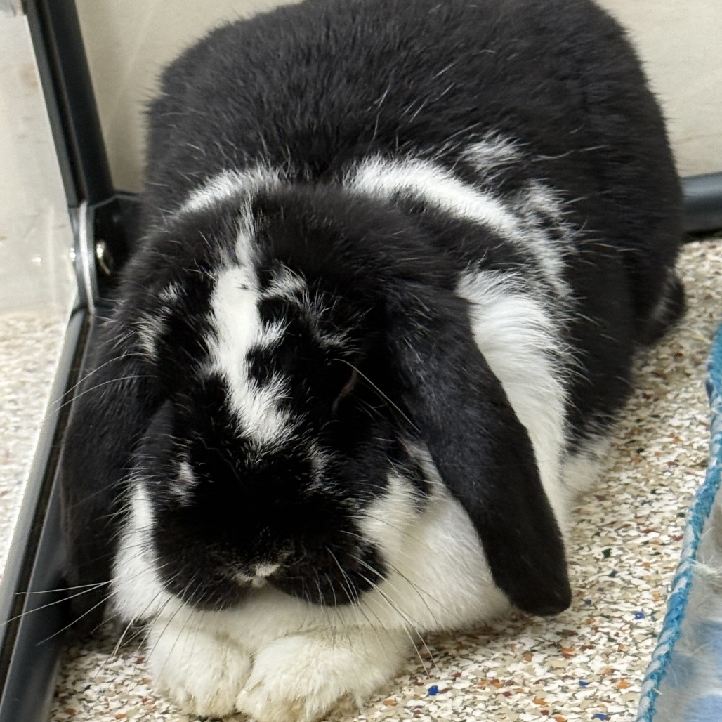 SABLE - Lop / English available for adoption