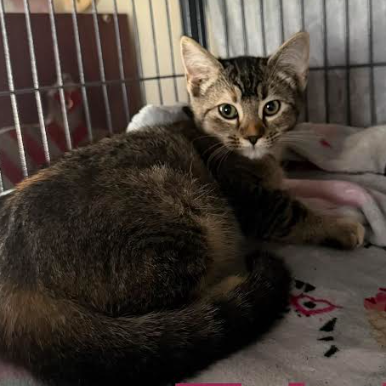 Trixie, available for adoption
