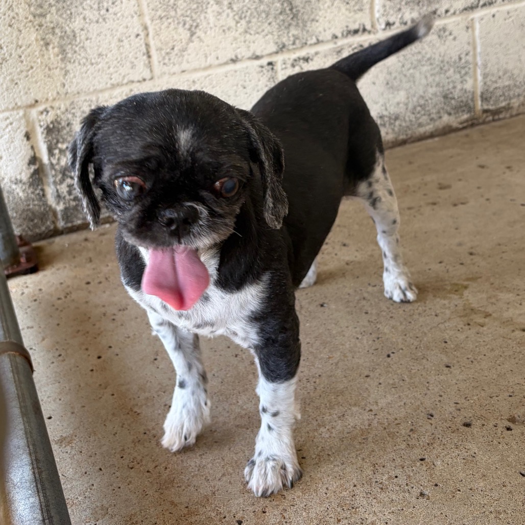 DANA - Shih Tzu available for adoption