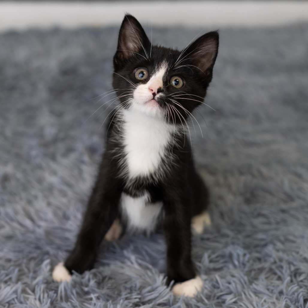 Blinkie, photo 2