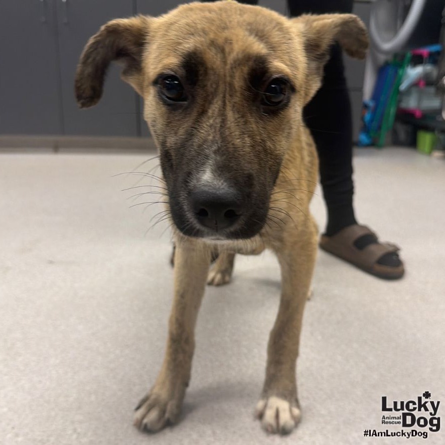 PEACHES - Retriever, Labrador / Shepherd, German available for adoption