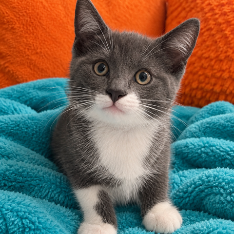 Peppa the Cat