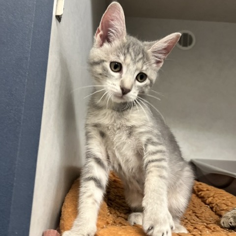 BOOMER - Domestic Shorthair available for adoption