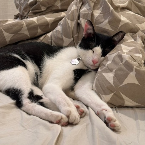 Pookie, photo 5