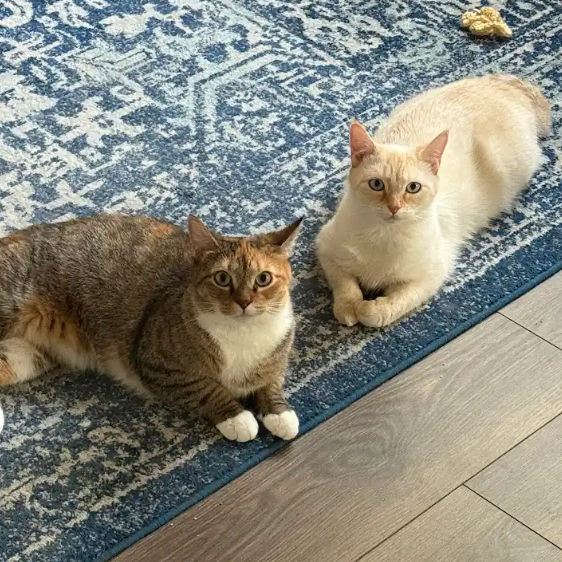 Nutmeg picture #23