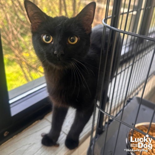 EDITH - Domestic Shorthair available for adoption