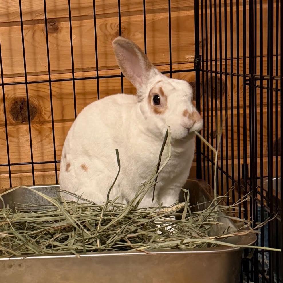 DAVID - Other available for adoption