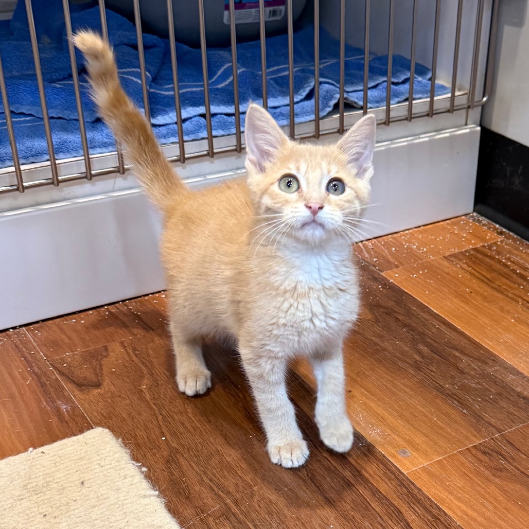 GRAHAM - Domestic Shorthair available for adoption